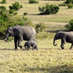 Maasai Mara Elephants and baby