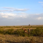 Maasai Mara Giraffes