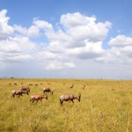 Maasai Mara Grazing