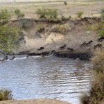 Maasai Mara Great Migration Wildebeest Crossing River