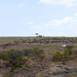 Maasai Mara Great Migration Wildebeest River Crossed