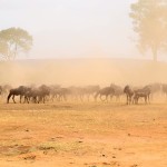 Maasai Mara Great Migration Wildebeest Running