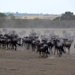 Maasai Mara Great Migration Wildebeest Stampede