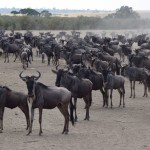 Maasai Mara Great Migration Wildebeest Stampede Pause
