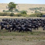 Maasai Mara Great Migration Wildebeest Waiting