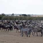 Maasai Mara Great Migration Wildebeest and Zebras