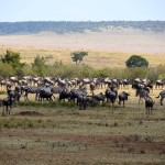 Maasai Mara Great Migration Wildebeest and Zebras Waiting