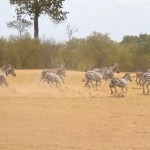 Maasai Mara Great Migration Zebras Running