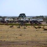 Maasai Mara Great Migration Zebras and Trucks