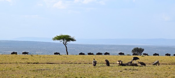 Maasai Mara Header
