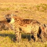 Maasai Mara Hyenas