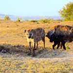 Maasai Mara Hyenas Home