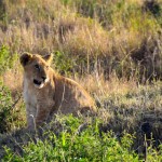 Maasai Mara Lion Cub