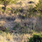 Maasai Mara Lion Cubs