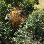 Maasai Mara Lion Scratching