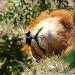 Maasai Mara Lion Sleeping