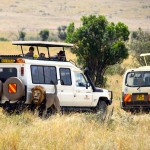 Maasai Mara Lion and Trucks