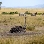 Maasai Mara Ostrich
