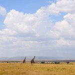 Maasai Mara Plains Giraffes