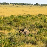 Maasai Mara Rhino
