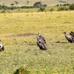 Maasai Mara Vultures