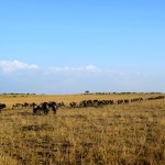 Maasai Mara Wildebeest