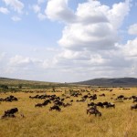 Maasai Mara Wildebeest Grazing