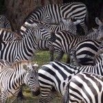 Maasai Mara Zebras Close