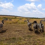 Maasai Mara Zebras Fleeing
