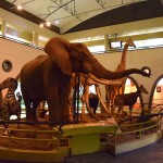 Nairobi National Museum Animal Display
