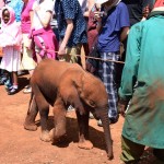 Nairobi The David Sheldrick Wildlife Trust Baby Elephant