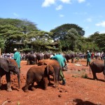 Nairobi The David Sheldrick Wildlife Trust Elephants