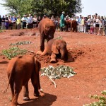 Nairobi The David Sheldrick Wildlife Trust Elephants-2