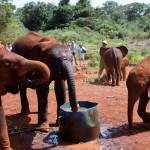 Nairobi The David Sheldrick Wildlife Trust Elephants Drinking
