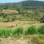 Rwanda Countryside Plantation
