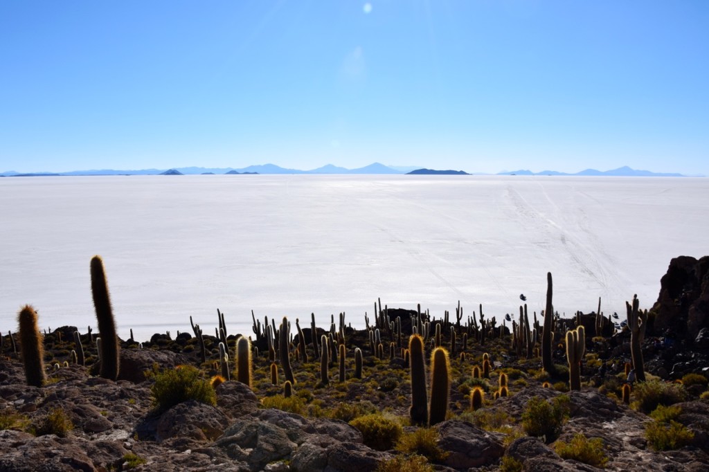 Uyuni Salt Flats Isla Incahuasi Cacti View