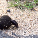 Bush Braai Dung Beetle