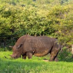 Bush Braai Rhino