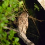 Blurry owl pic...