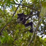 The massive Indri lemur