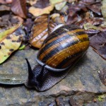 Andasibe Forest Snail