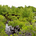 Comoros Drive Mangroves