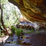 Kome Caves Trees