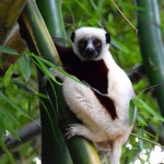 Lemurs Park Lemur on Bamboo