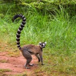Lemurs Park Ring Tailed Lemur