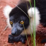 Lemurs Park Ruffed lemur
