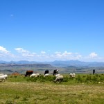 Lesotho Herder on Cliff Edge