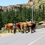 Lesotho Herders and Cows on Street