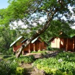 Lodges hidden in the trees