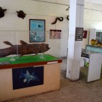 Moroni National Museum Animal